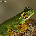 Litoria gracilenta (Graceful Treefrog) in Goomboora Park<br />Canon EOS 7D + EF70-200 F4L IS +EF1.4xII